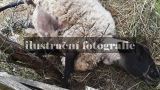 2.8.2022 Technická pomoc, záchrana ovce, Vanovice